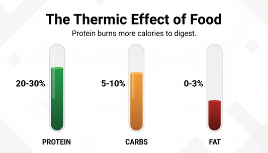 The Thermic Effect: How Protein Burns Calories Just Being Digested