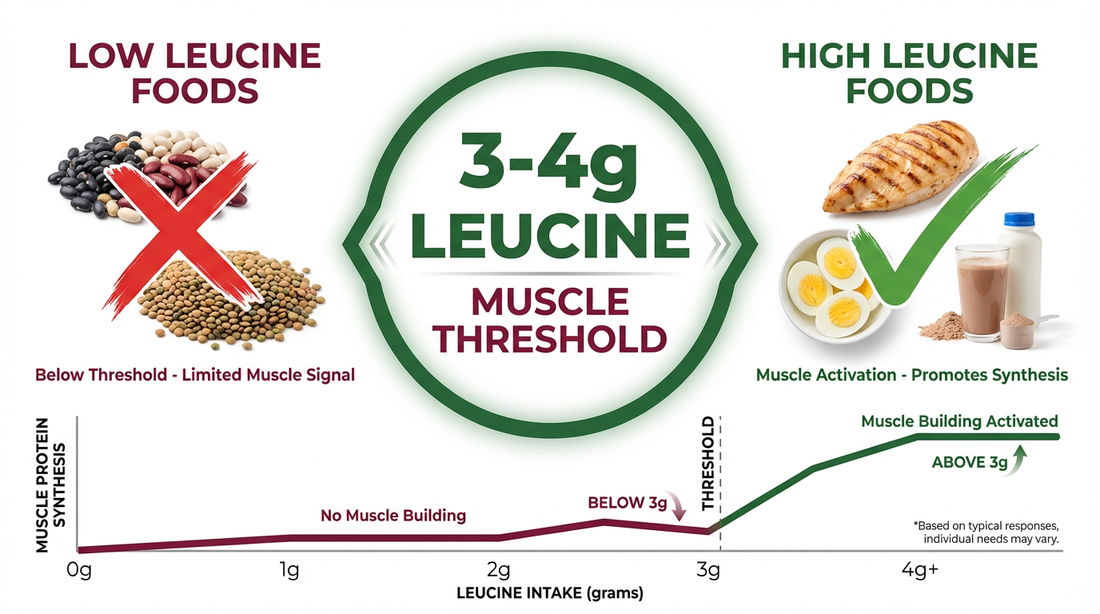 The Leucine Threshold: Why Your Muscles Need More Than Just Protein